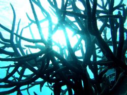 Acropora sp. coral, taken with Fuji finepix F30, under na... by Dan Pomfret 